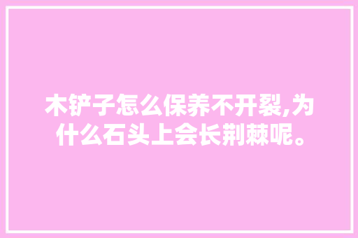 木铲子怎么保养不开裂,为什么石头上会长荆棘呢。 木铲子怎么保养不开裂,为什么石头上会长荆棘呢。 必应SEO