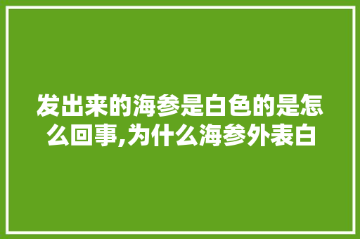 发出来的海参是白色的是怎么回事,为什么海参外表白色呢。