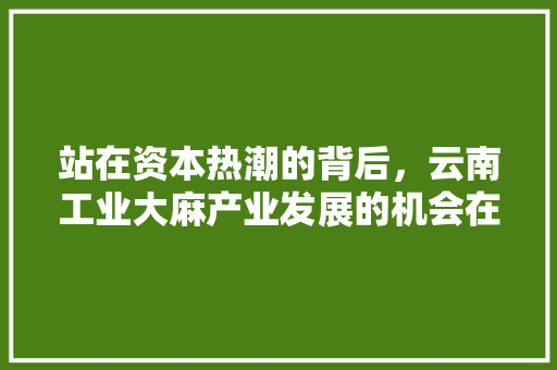 站在资本热潮的背后，云南工业大麻产业发展的机会在哪里,昆明企业为什么要做网站呢。 站在资本热潮的背后，云南工业大麻产业发展的机会在哪里,昆明企业为什么要做网站呢。 必应SEO