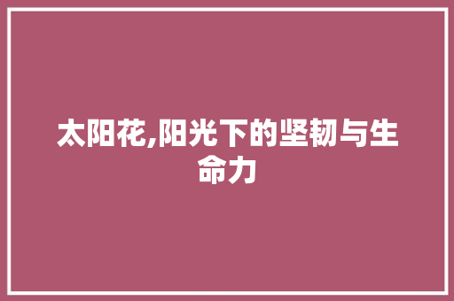 太阳花,阳光下的坚韧与生命力 太阳花,阳光下的坚韧与生命力 必应SEO
