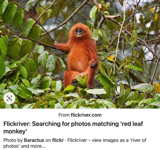 six monkey tricks为什么monkey不变复数,为什么猴子的复数直接加s?。 six monkey tricks为什么monkey不变复数,为什么猴子的复数直接加s?。 网站建设公司