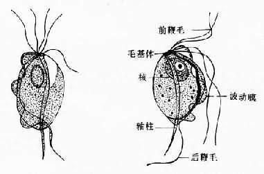 为何梅雨季节容易有妇科病呢,为什么我的尿道会长毛毛。 必应SEO 为何梅雨季节容易有妇科病呢,为什么我的尿道会长毛毛。 为何梅雨季节容易有妇科病呢,为什么我的尿道会长毛毛。 必应SEO