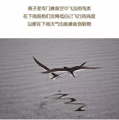 为什么下雨天鸟会低飞,雨天小鸟为什么飞得低呢。 百度SEO 为什么下雨天鸟会低飞,雨天小鸟为什么飞得低呢。 为什么下雨天鸟会低飞,雨天小鸟为什么飞得低呢。 百度SEO
