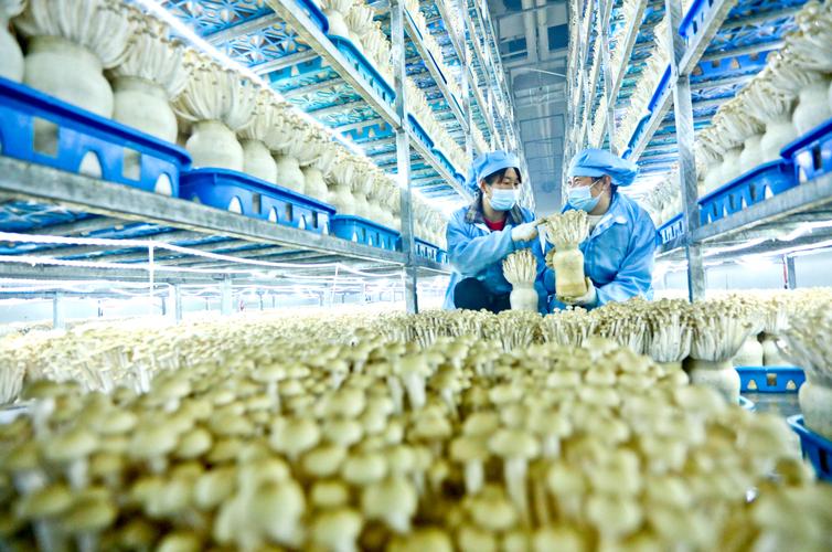保康县症结词seo排名优化_保康优化营商软情形建筑高质量成长硬支撑 保康县症结词seo排名优化_保康优化营商软情形建筑高质量成长硬支撑 百度SEO