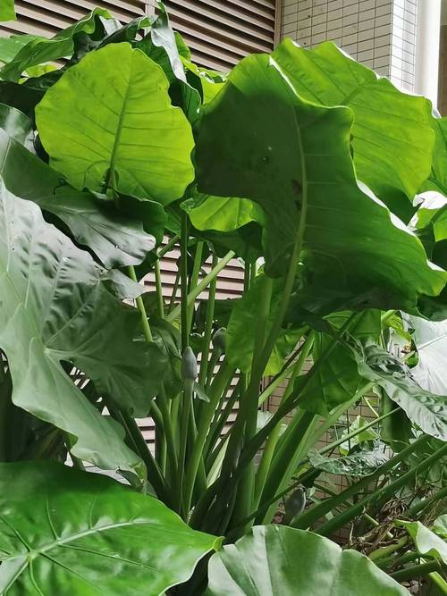 叶草f0238,绿色植物中的神秘力量 百度SEO 叶草f0238,绿色植物中的神秘力量 叶草f0238,绿色植物中的神秘力量 百度SEO