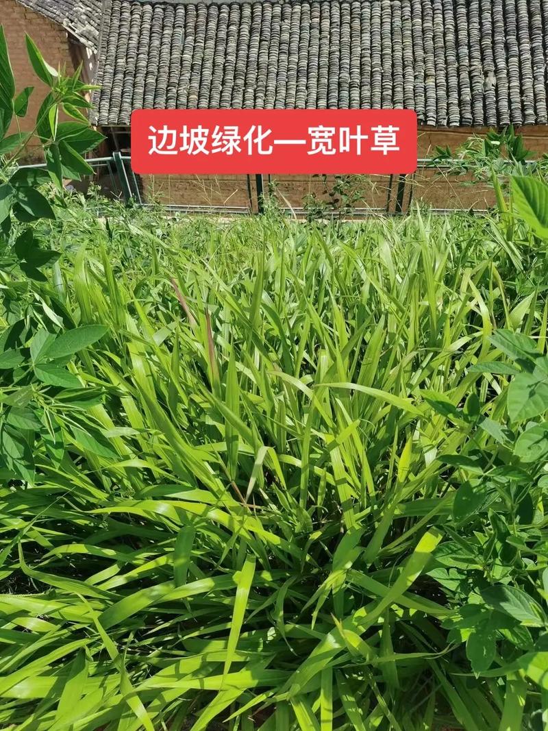 叶草G4398,一种具有广阔应用前景的植物 叶草G4398,一种具有广阔应用前景的植物 搜狗SEO
