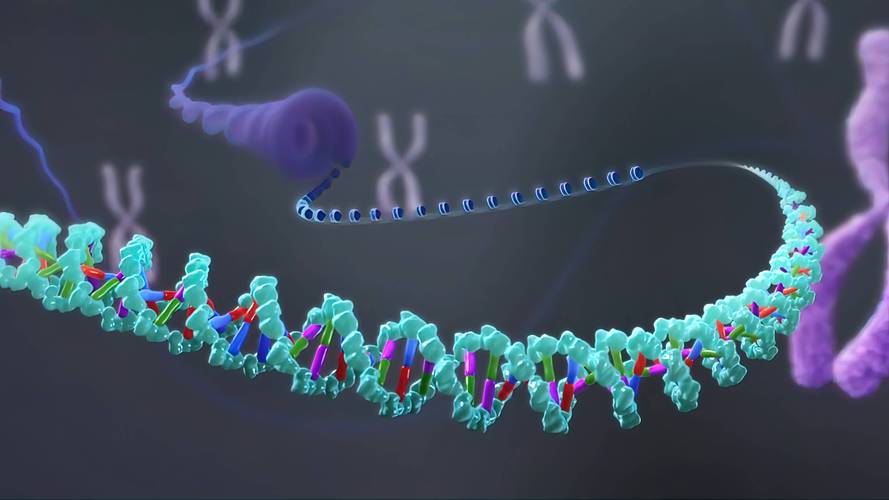 基于i网站设计的引物在分子生物学研究中的应用与优化 基于i网站设计的引物在分子生物学研究中的应用与优化 必应SEO