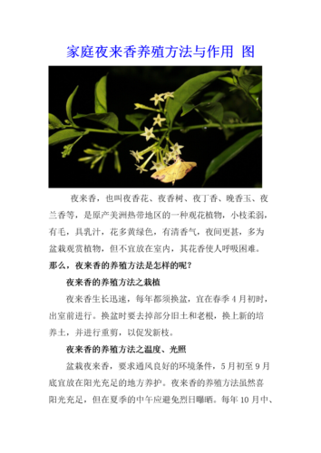 夜来香网站,引领现代生活方式的创新平台 夜来香网站,引领现代生活方式的创新平台 搜狗SEO