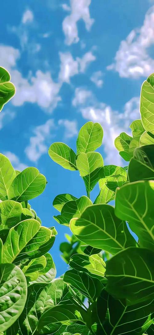 头条号注册攻略,轻松开启自媒体之旅，让你的声音传遍全网！ 头条号注册攻略,轻松开启自媒体之旅，让你的声音传遍全网！ 神马SEO