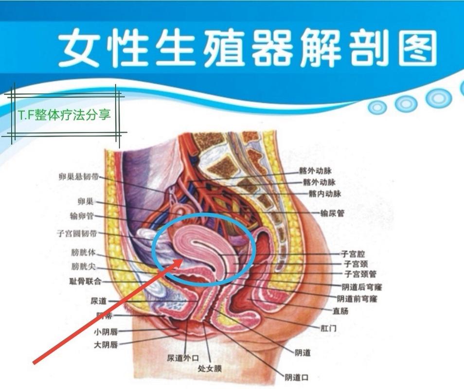 女性蹲坑尿的远,探索生理区别与卫生文化 必应SEO 女性蹲坑尿的远,探索生理区别与卫生文化 女性蹲坑尿的远,探索生理区别与卫生文化 必应SEO