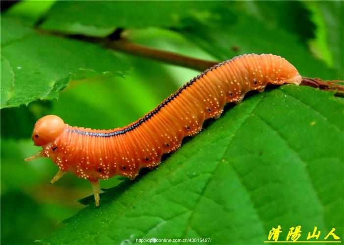 宝清县,绿色崛起，魅力无限 宝清县,绿色崛起，魅力无限 神马SEO