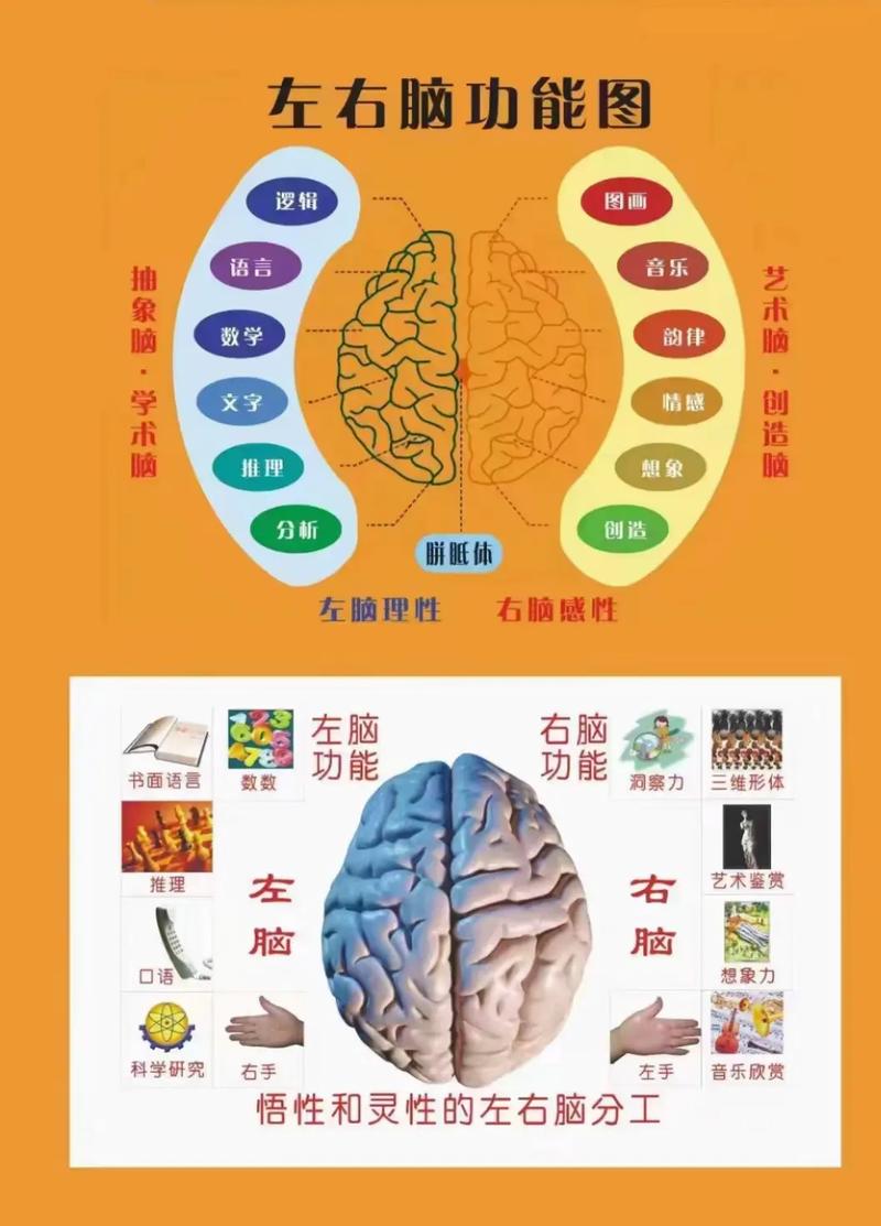 左右脑程序,介绍人类大脑的左右协调之谜 必应SEO 左右脑程序,介绍人类大脑的左右协调之谜 左右脑程序,介绍人类大脑的左右协调之谜 必应SEO