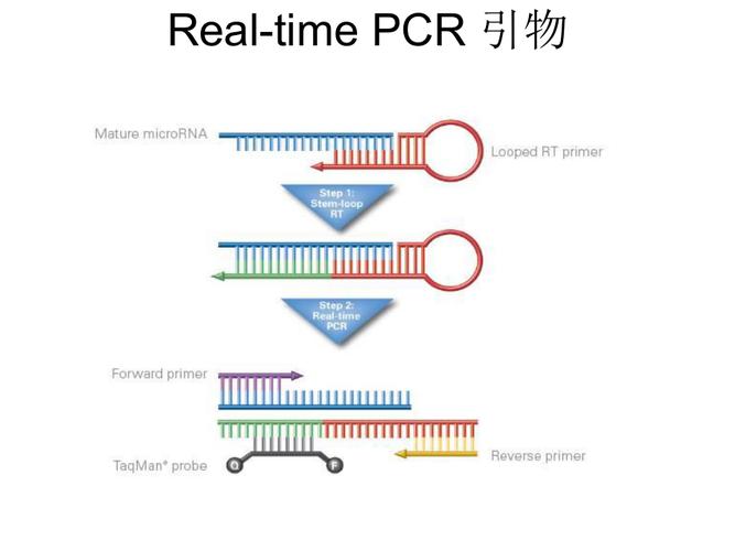 引物设计与c引物网站,基因研究的得力助手 引物设计与c引物网站,基因研究的得力助手 神马SEO