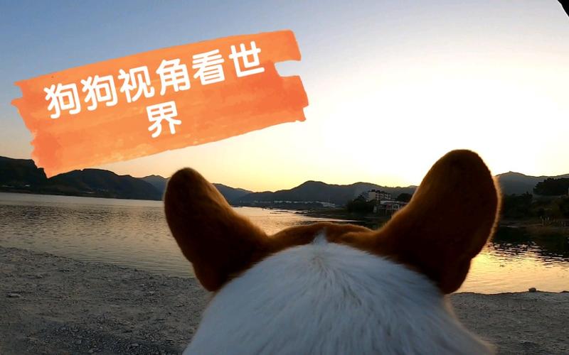 狗电影网站,狗狗视角下的世界,带你领略犬界风采 神马SEO 狗电影网站,狗狗视角下的世界,带你领略犬界风采 狗电影网站,狗狗视角下的世界,带你领略犬界风采 神马SEO