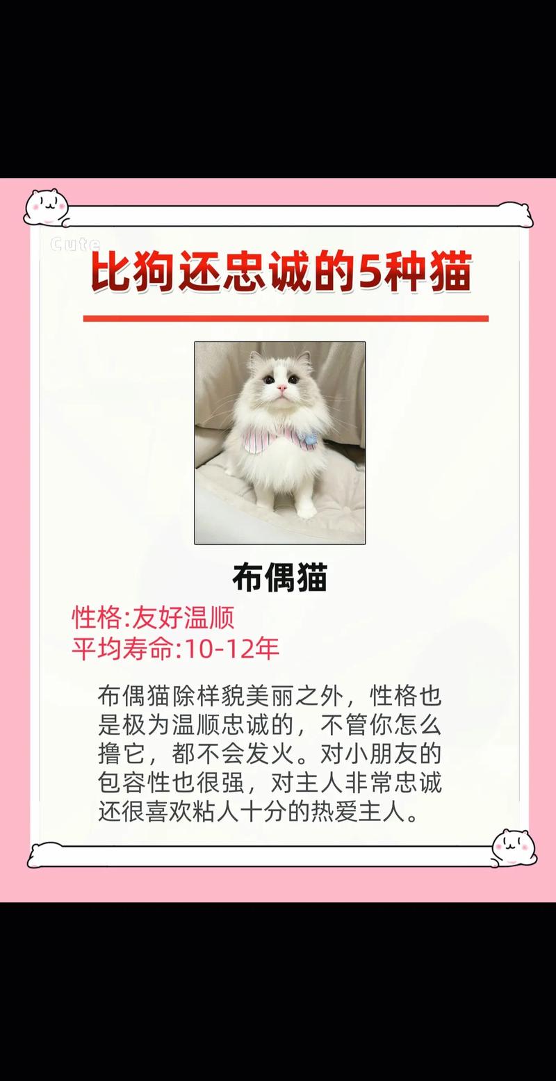 猫,人类忠实的伙伴与神秘的朋友_猫科普之旅 必应SEO 猫,人类忠实的伙伴与神秘的朋友_猫科普之旅 猫,人类忠实的伙伴与神秘的朋友_猫科普之旅 必应SEO