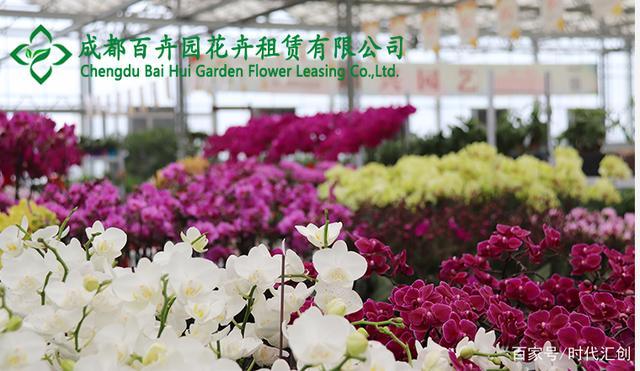 花卉线网站,引领花卉行业新风尚,打造线上花卉交易平台新标杆 SEO关键词 花卉线网站,引领花卉行业新风尚,打造线上花卉交易平台新标杆 花卉线网站,引领花卉行业新风尚,打造线上花卉交易平台新标杆 SEO关键词