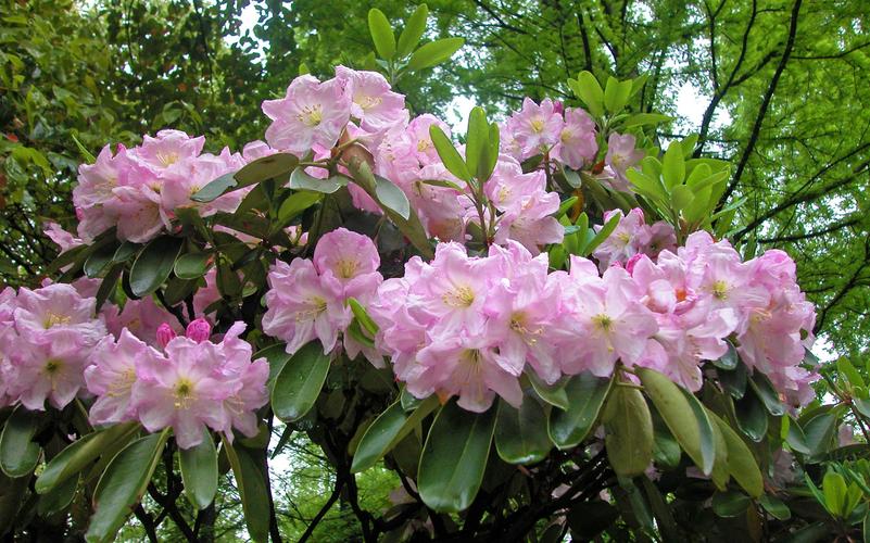花网站,探索花卉世界的在线绿洲,让您足不出户尽享园艺之美 神马SEO 花网站,探索花卉世界的在线绿洲,让您足不出户尽享园艺之美 花网站,探索花卉世界的在线绿洲,让您足不出户尽享园艺之美 神马SEO