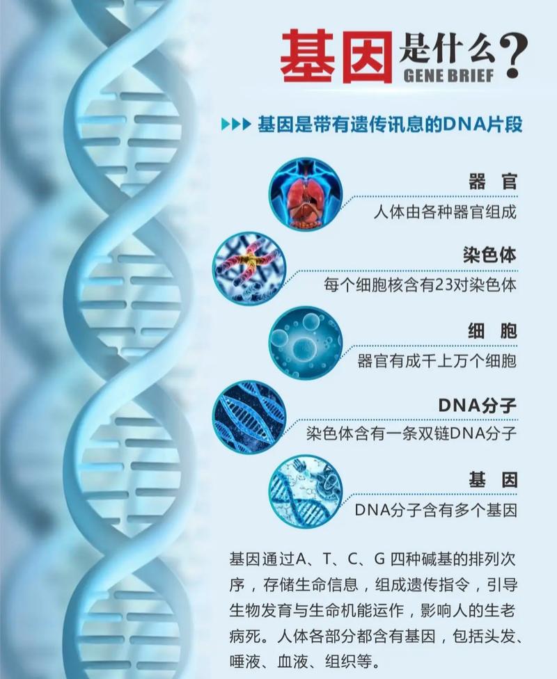 基因,生命的程序代码_解码生命的奥秘 神马SEO 基因,生命的程序代码_解码生命的奥秘 基因,生命的程序代码_解码生命的奥秘 神马SEO
