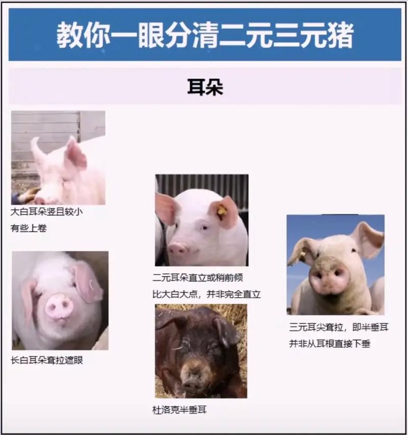 我是猪,探寻人工智能的“猪逻辑”与未来 我是猪,探寻人工智能的“猪逻辑”与未来 搜狗SEO